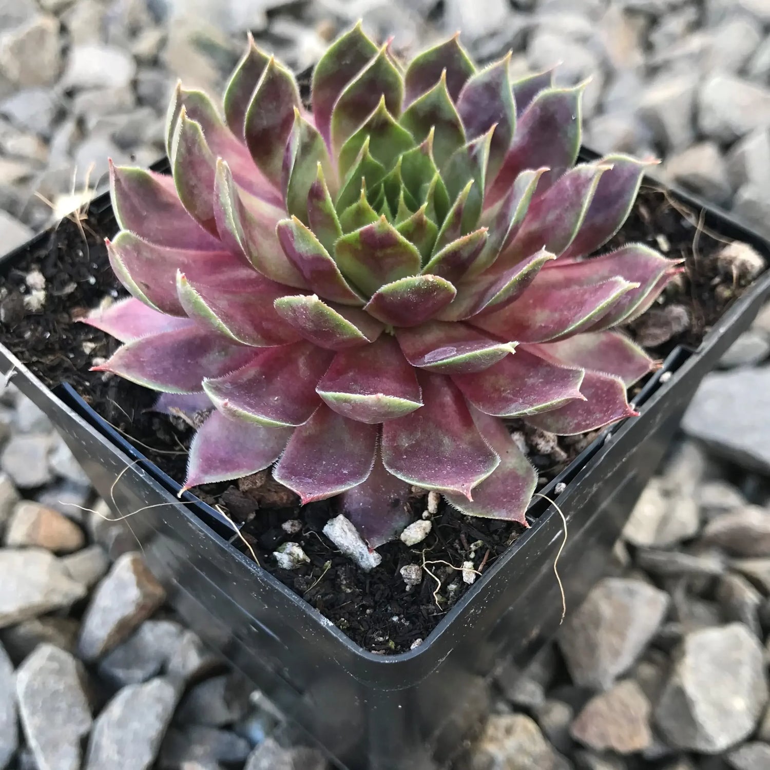Sempervivum Supersemp &