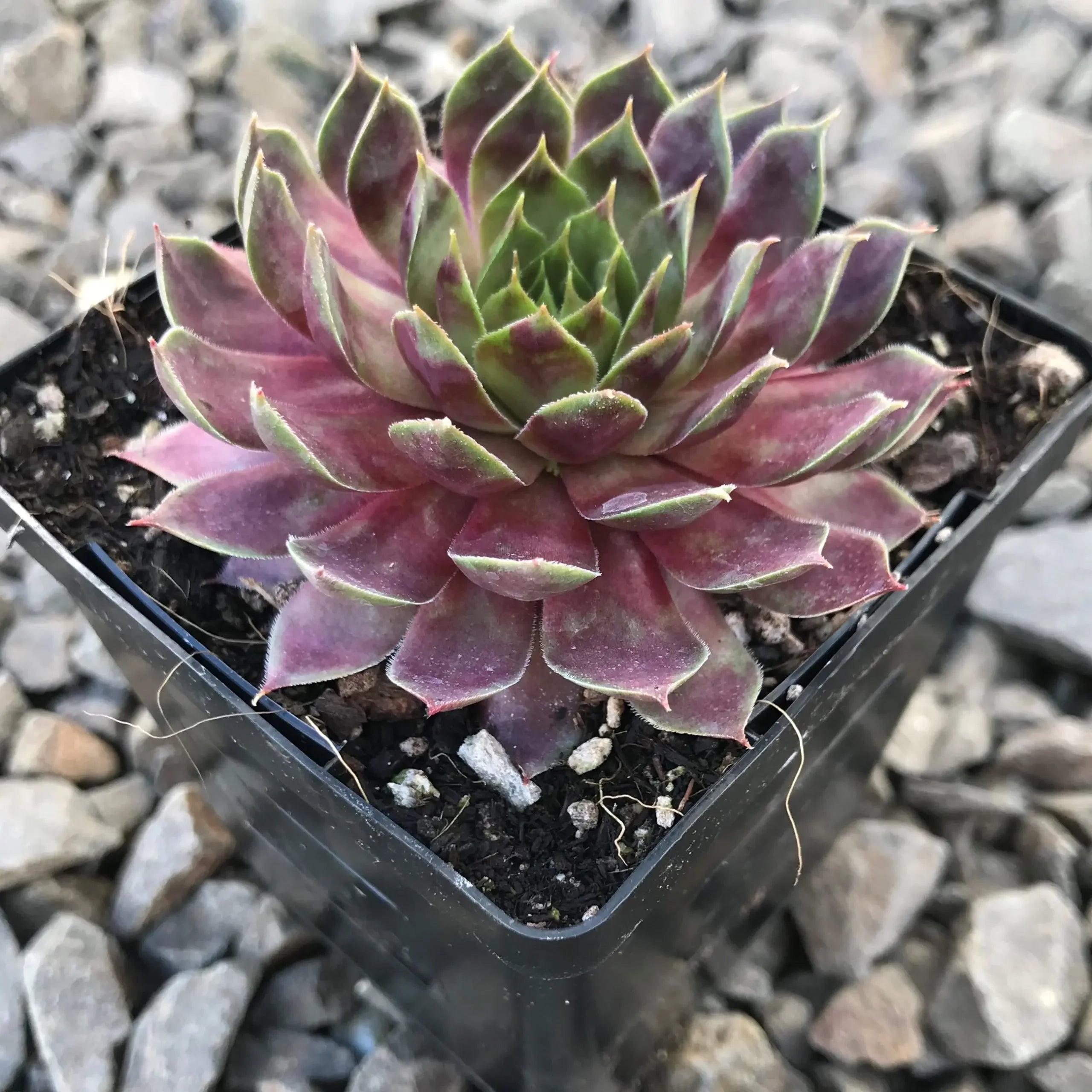 Sempervivum Supersemp &