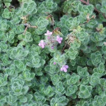 Thymus pseudolanuginosus &