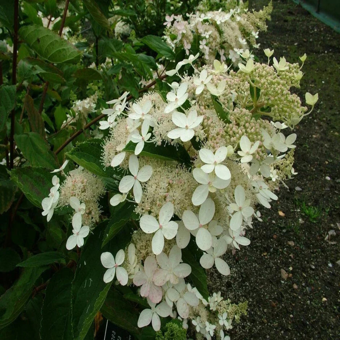 Burgundy Lace Hydrangea Plant