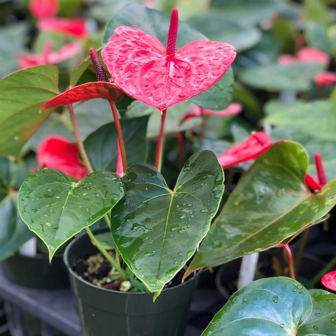Anthurium andraeanum Flamingo Flower plant with vibrant red blooms