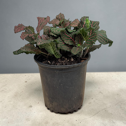 Polka Dot Plant Indoor
