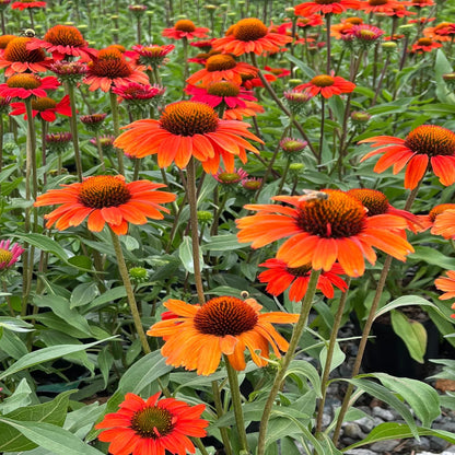 Echinacea &