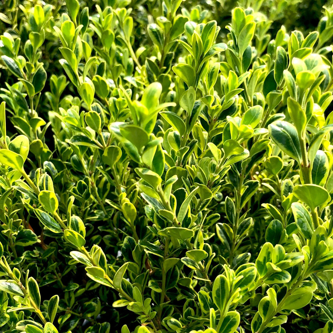 Golden Dream Buxus