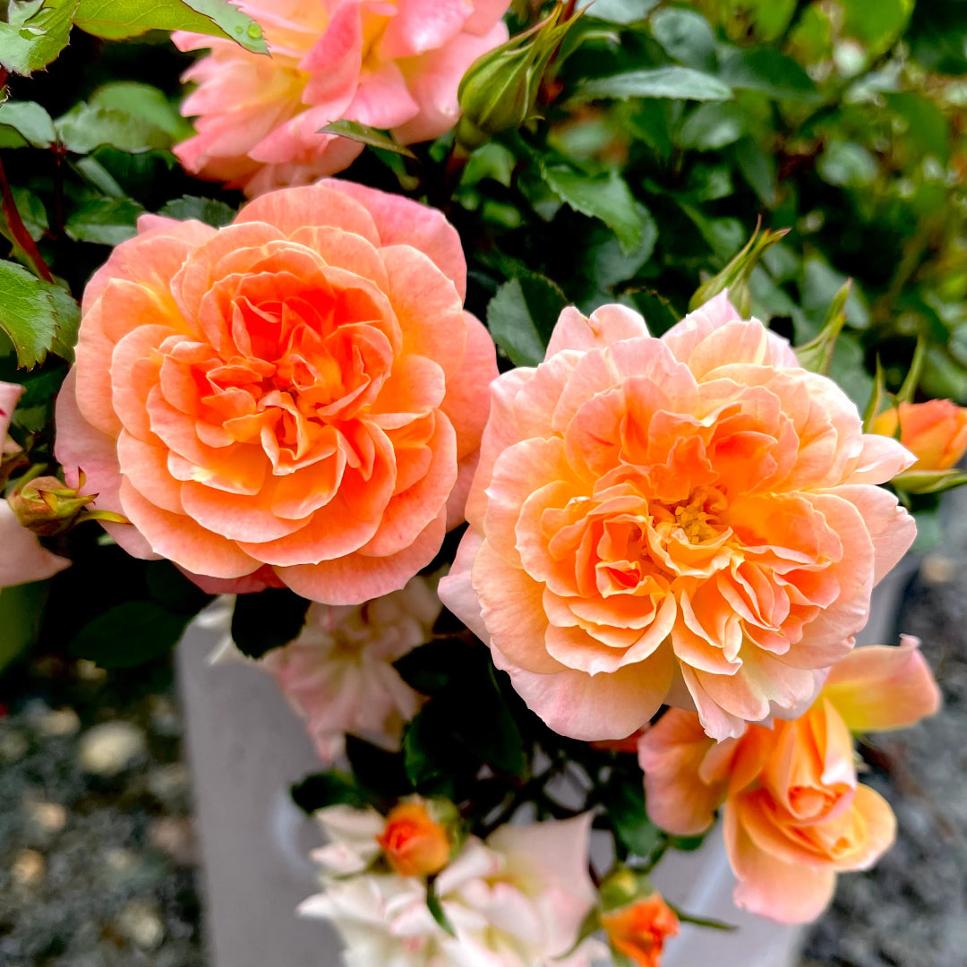 Close view reveals layered blooms of Peach Drift Rose
