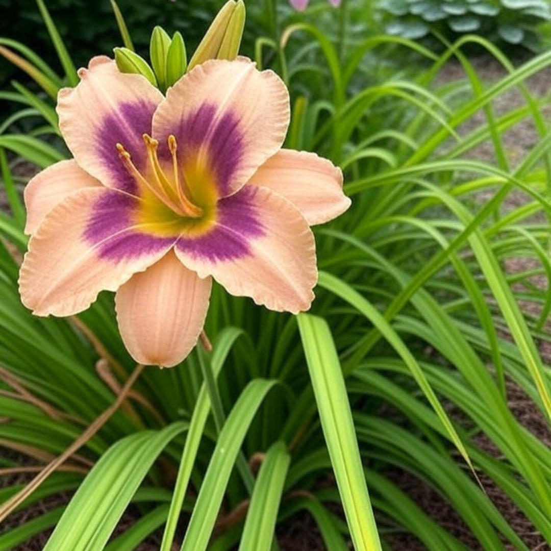 Bellaboo Daylily, Large Pale Purple Blooms with An Gorgeous Purple Band with Lemon Yellow Throat, Blooms For Long Time with Lots of Blooms.