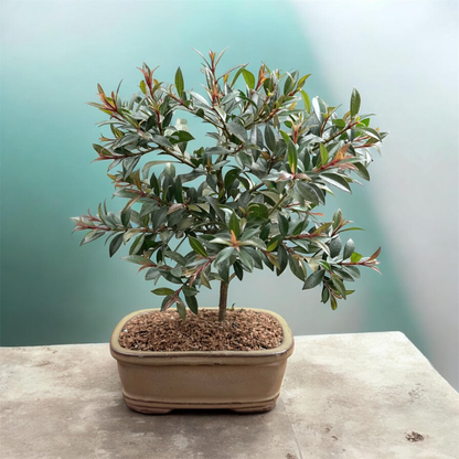 Live Brush Cherry Bonsai