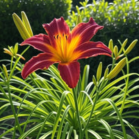 Hemerocallis 'Ming Toy'