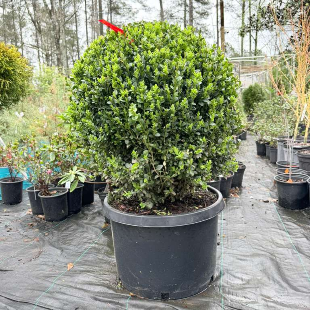 Topiary Boxwood Green Mountain Globe
