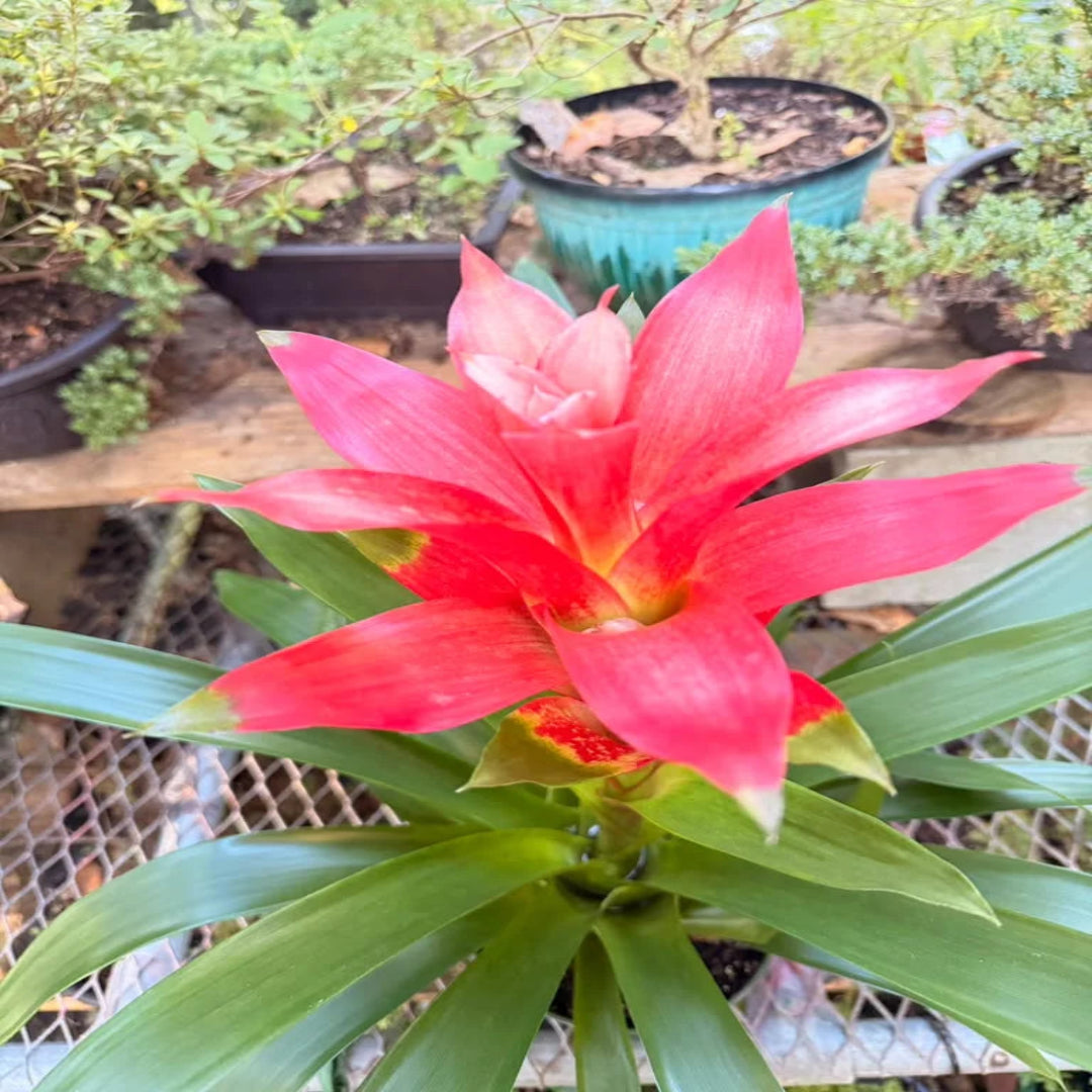 Pixies Gardens Bromeliad Live Indoor Plant in Decorative Pot