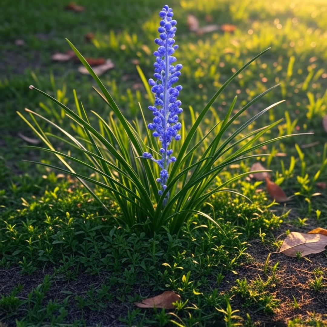 Liriope Muscari Big Blue