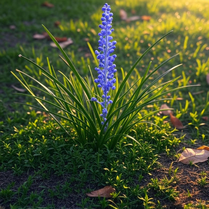 Liriope Muscari Big Blue