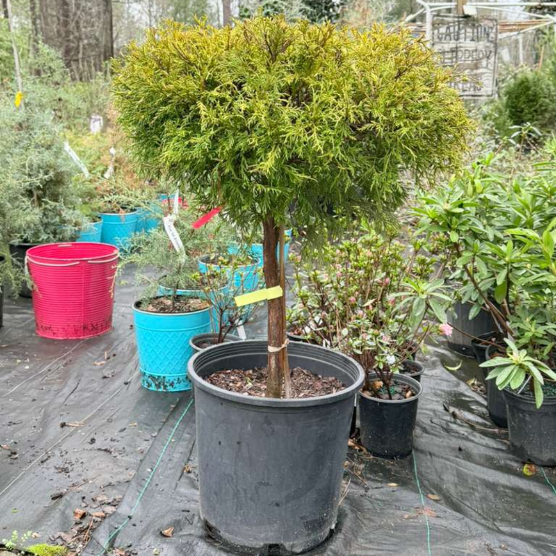 Cham Gold Mop Tree (Tree Form)