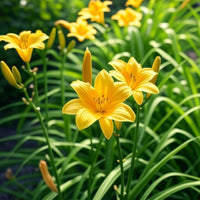 Stella de Oro Daylily Multipack -  [CG]