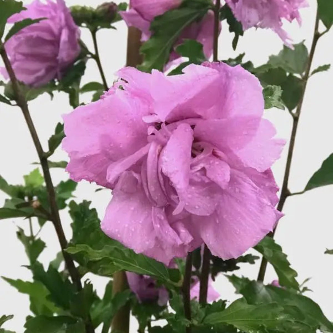 Purple Althea (Tree Form)