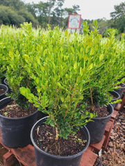 Korean Boxwood Wintergreen