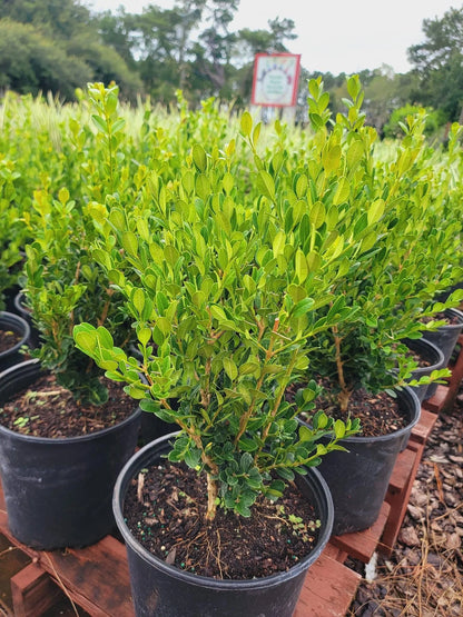Korean Boxwood Wintergreen