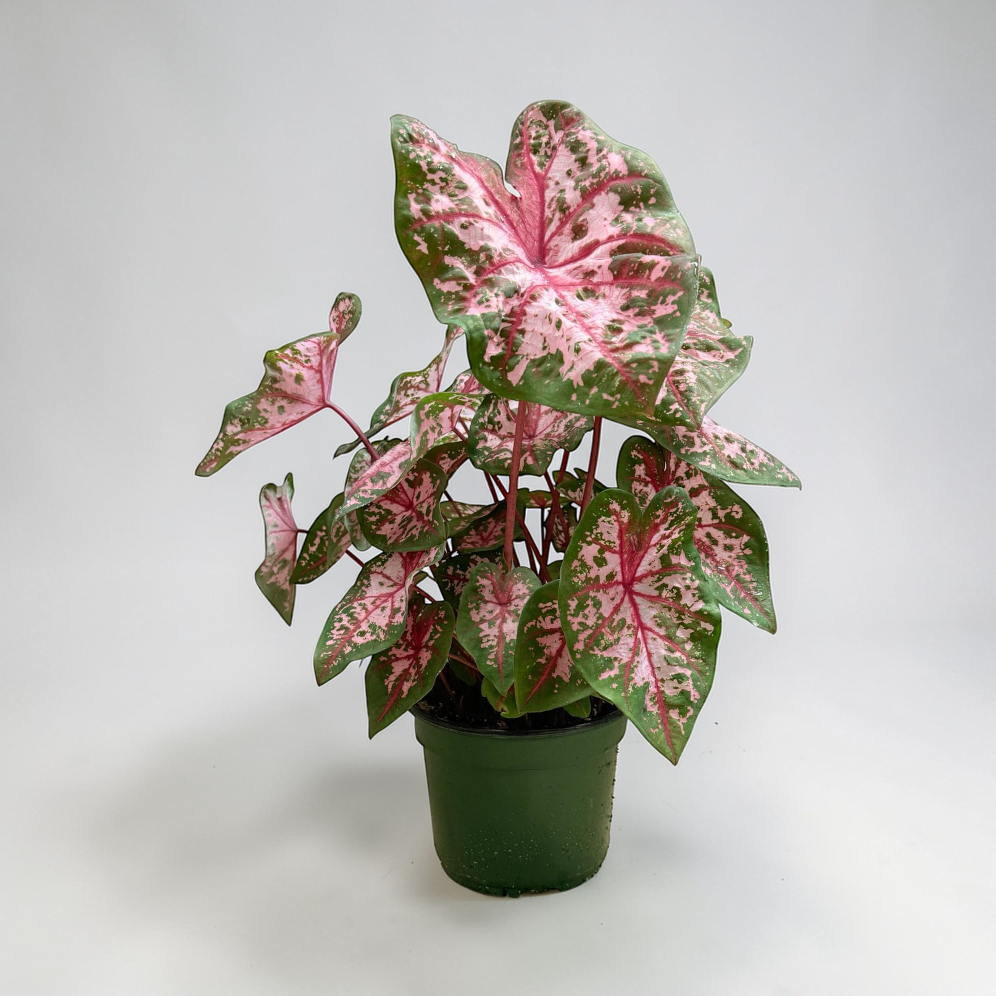 Breck's Caladium Bulbs (3-Pack)