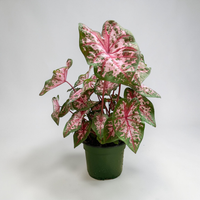 Caladium Plants – Assorted Colors | Vibrant Tropical Foliage