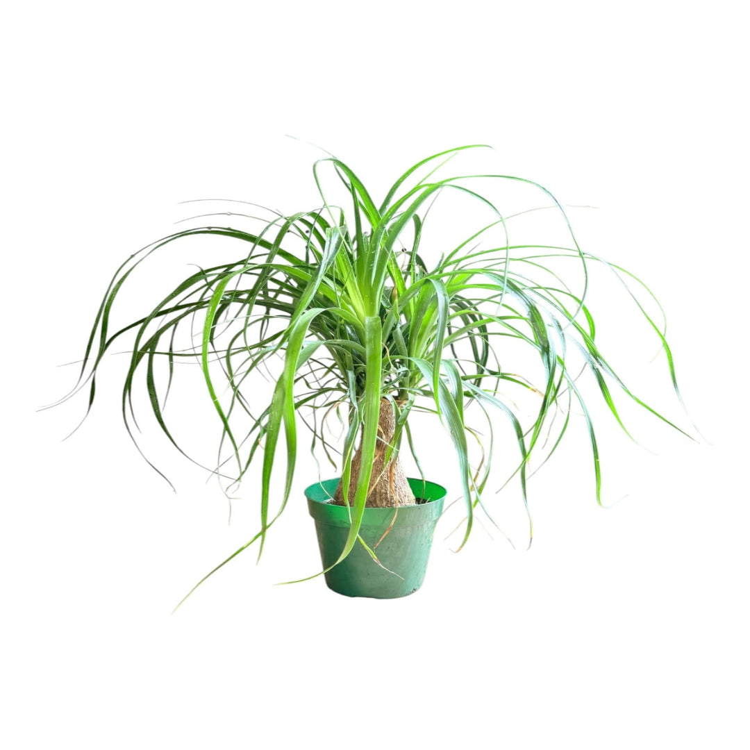 Ponytail palm