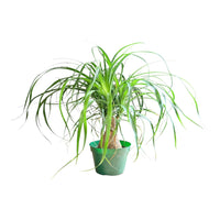 Ponytail palm