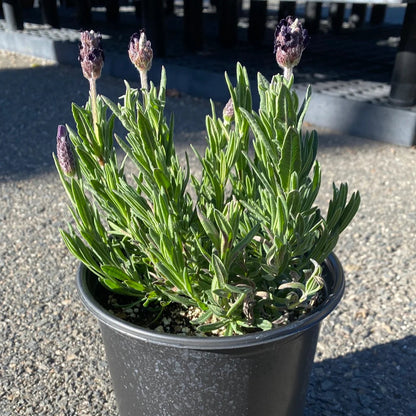 Lavandula &