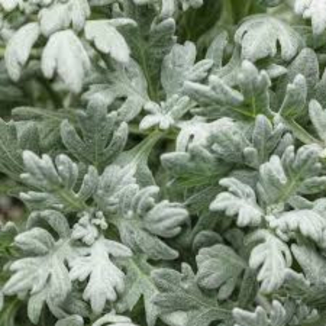 Artemisia &