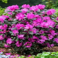 PJM Elite Rhododendron