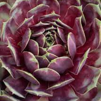Sempervivum Supersemp® &