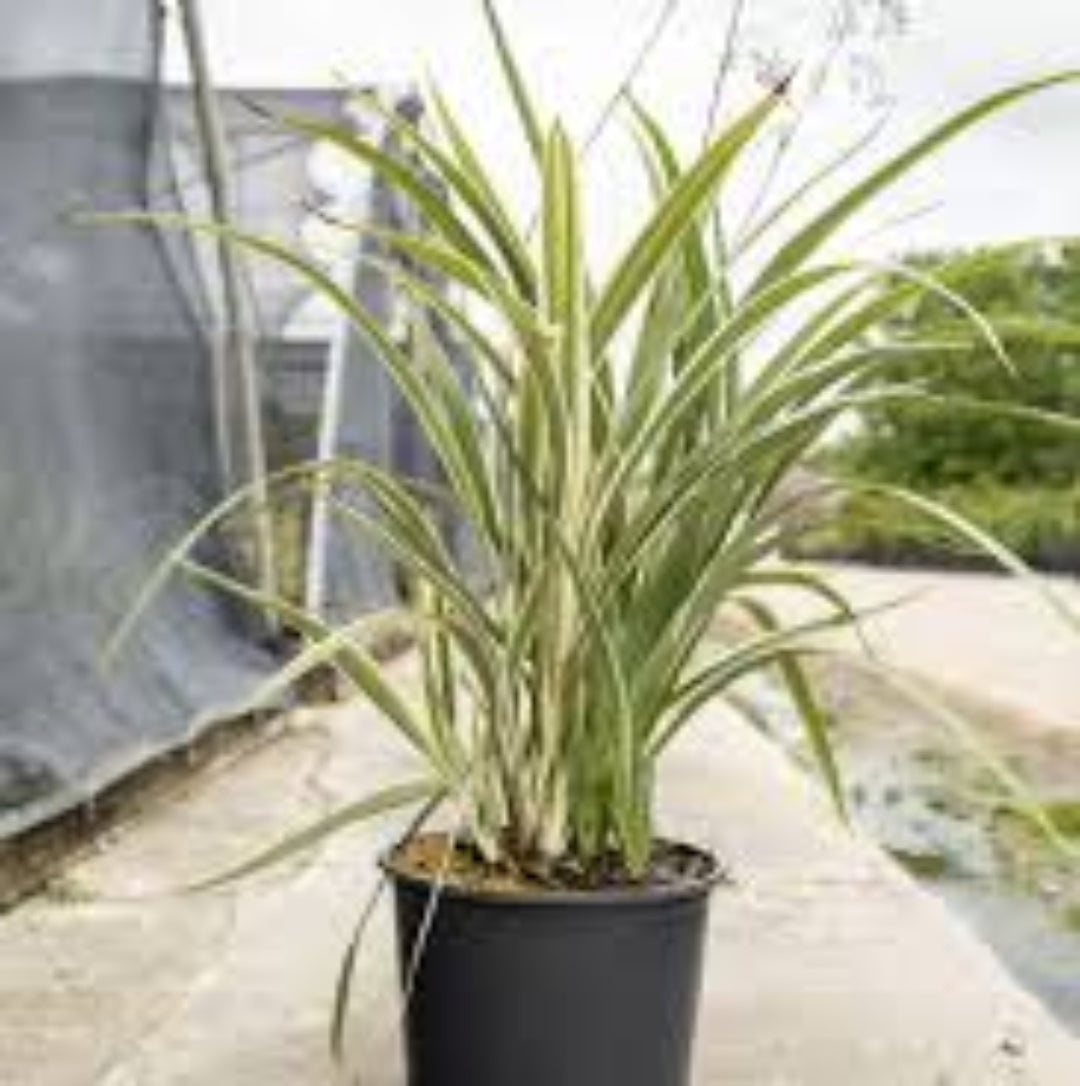 Variegated Flax Lily &
