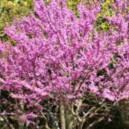 Eastern Redbud Tree