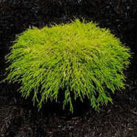 King's Gold Mop Cypress