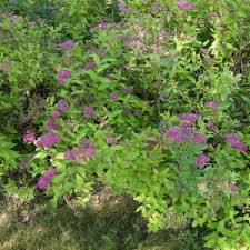 River Spirea