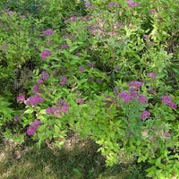 River Spirea