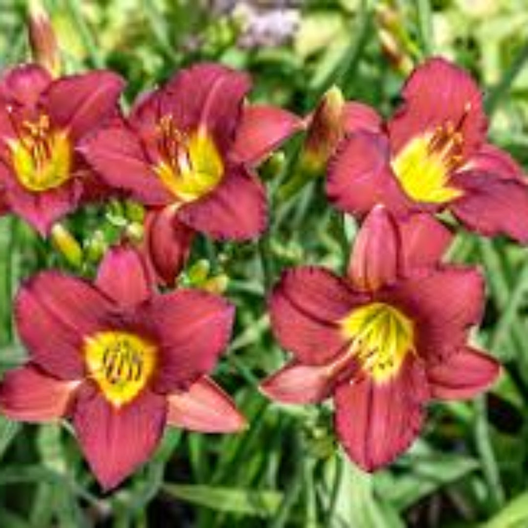 Hemerocallis Ruby Stella Daylily Multipack
