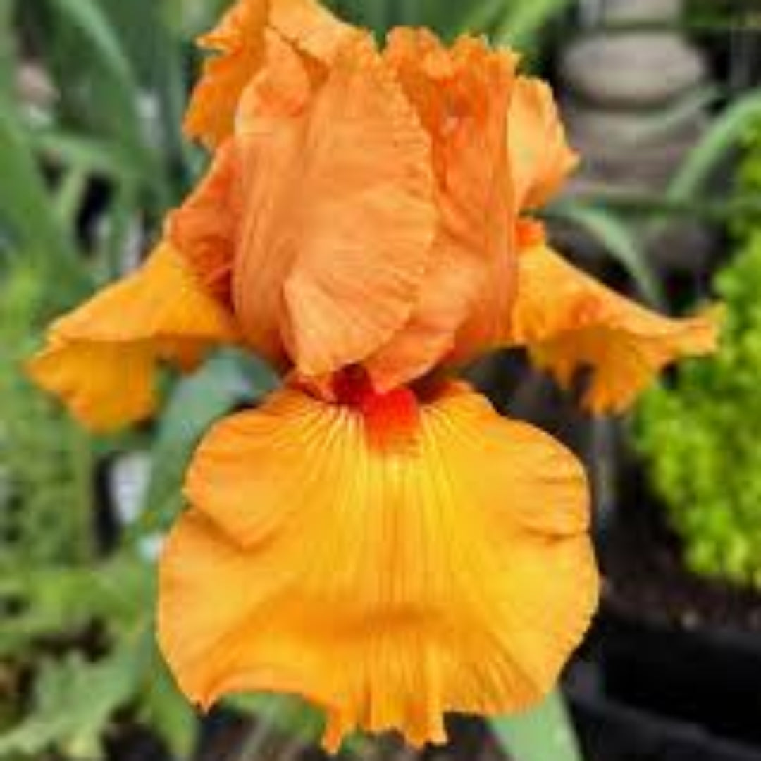 Iris Germanica &