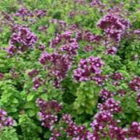 Origanum 'Drops of Jupiter' Ornamental Oregano - [EG]