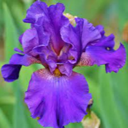 Purple-Blue Flower, Petals Edged with White, Blooms In Spring and Again In Fall.