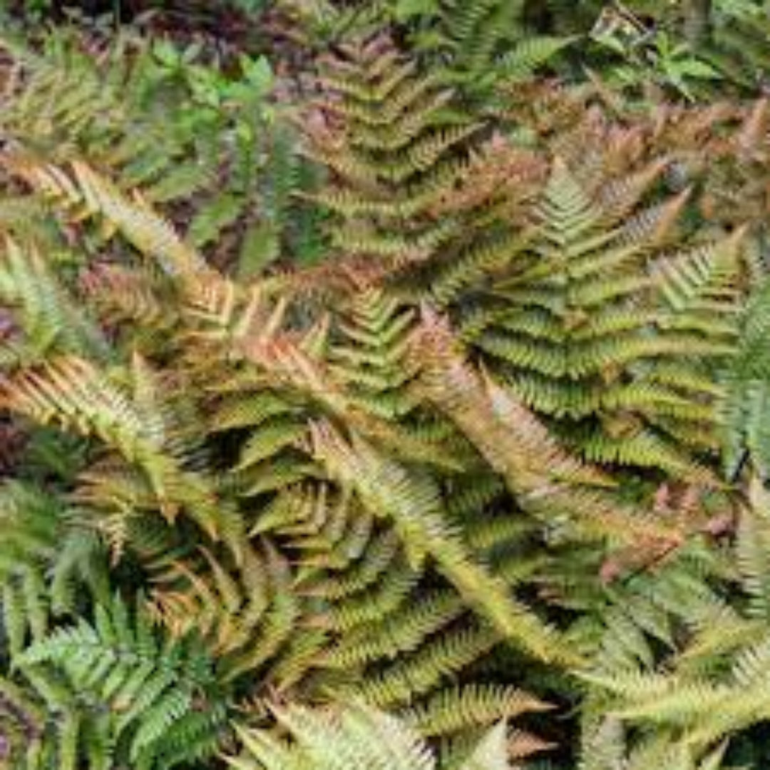 Autumn Fern Dryopteris erythrosora