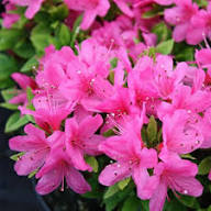 Pink Gumpo Azalea Shrub