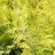 Paul'S Gold Cypress