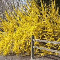 Spring Glory Yellow Forsythia Shrub