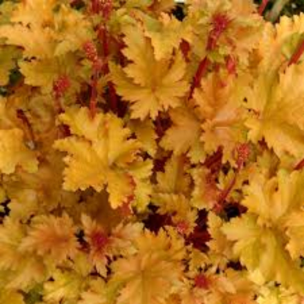 Heuchera &