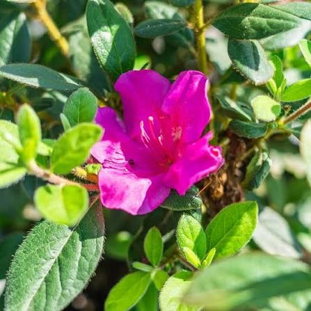 Reblooming Purple Azalea
