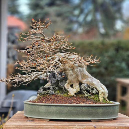 Trident Japanese Maple