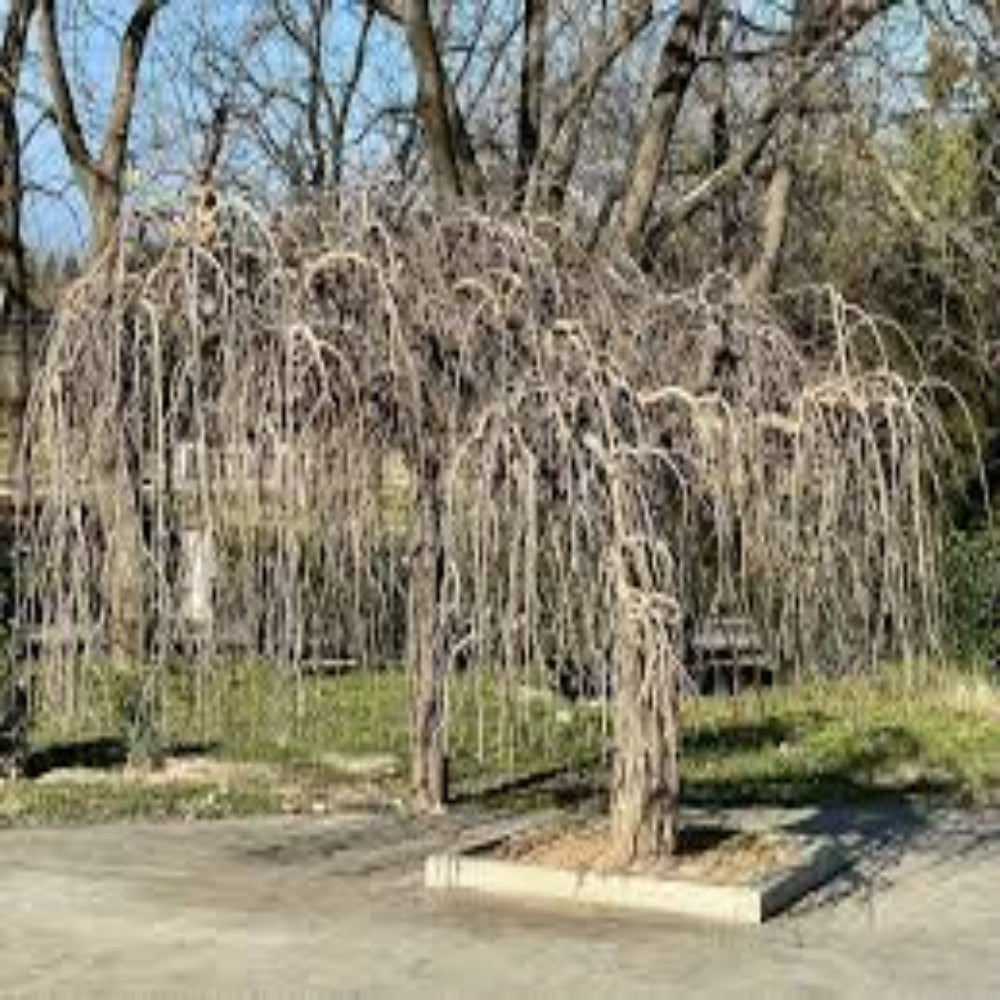 Twisted Willow