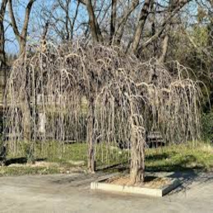 Twisted Willow