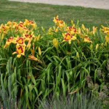 Hemerocallis Rainbow Rhythma Tiger Swirl Daylily - [EG]