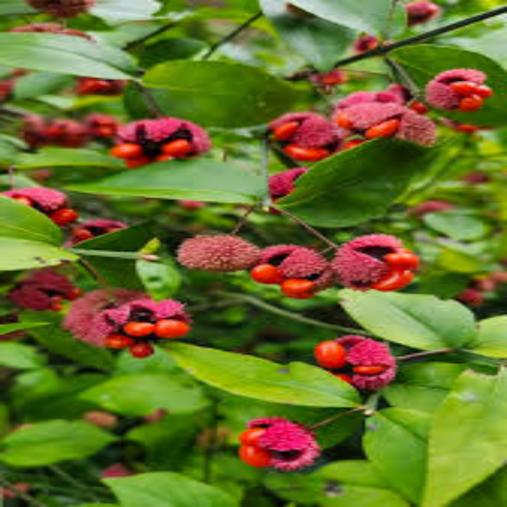 Strawberry Bush