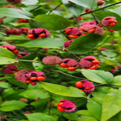 Strawberry Bush